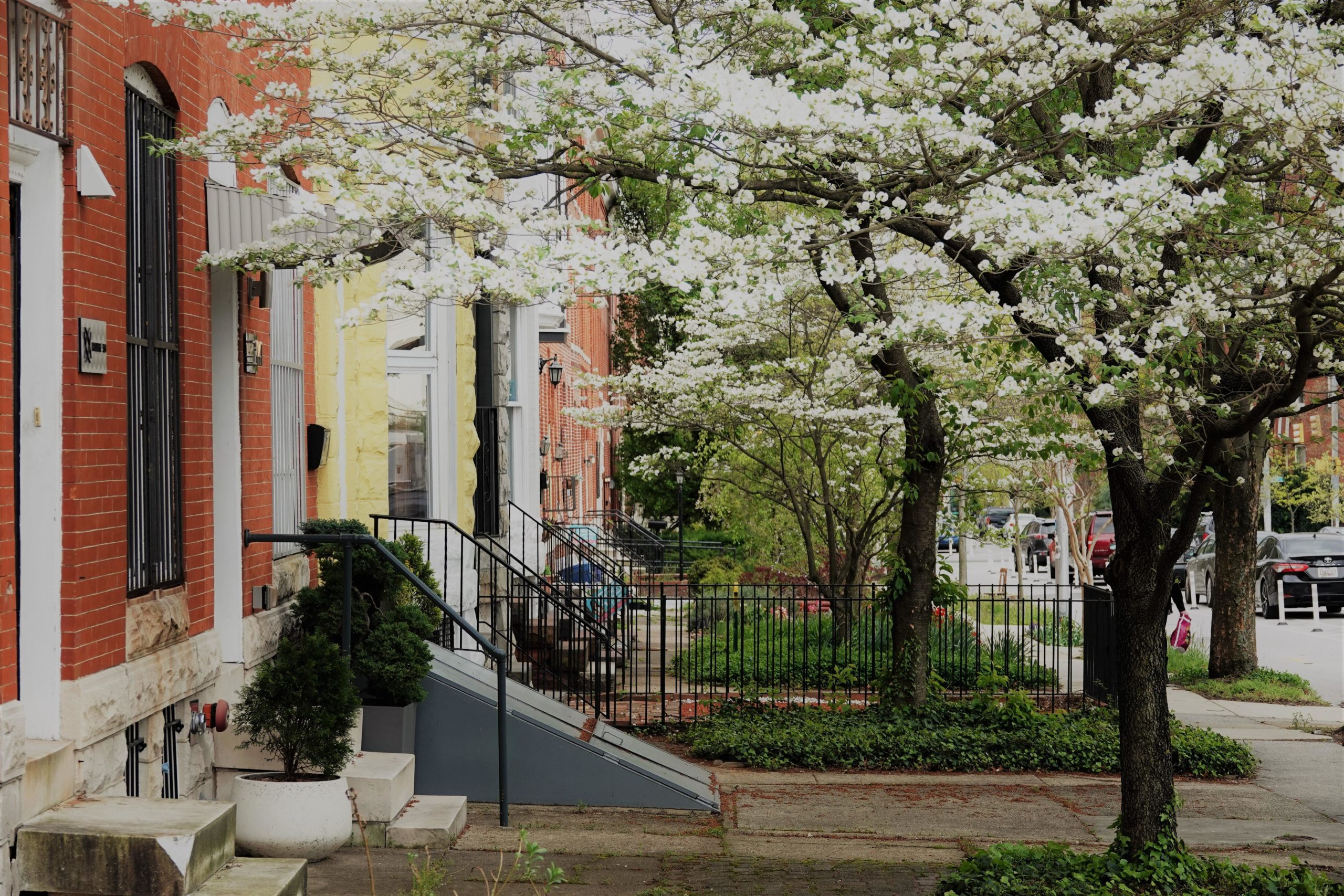 A tree-lined street in Baltimore.